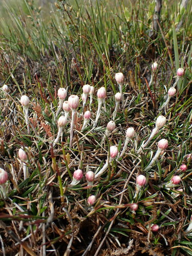 Image of Helichrysum pumilum by no rights reserved