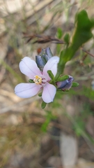 Cyanothamnus coerulescens