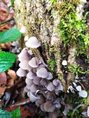 Coprinellus disseminatus