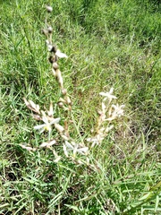 Chlorophytum saundersiae