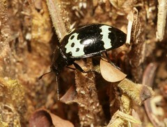 Erotylidae