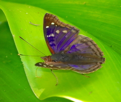 Doxocopa agathina
