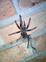 Grammostola quirogai