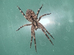 Zoropsis spinimana