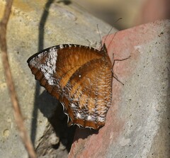 Elymnias hypermnestra