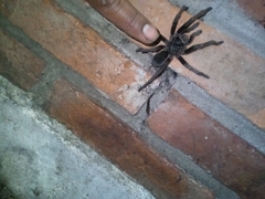 Grammostola quirogai