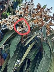 Bombus terrestris