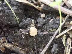 Peziza moravecii