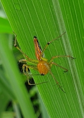 Oxyopes
