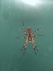 Zoropsis spinimana