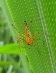 Oxyopes