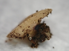 Peziza moravecii