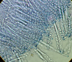 Peziza moravecii