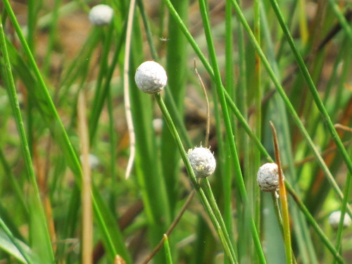 g nero Eriocaulon BioDiversity4All