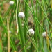 Eriocaulon willdenovianum - Photo (c) Jonathan Hiew, some rights reserved (CC BY-NC-SA), uploaded by Jonathan Hiew