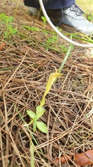 Pterostylis foliata