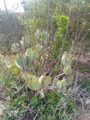 Cotyledon orbiculata