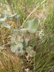 Senecio subcanescens