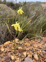 Moraea bituminosa