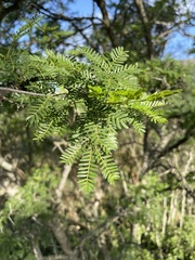 Vachellia