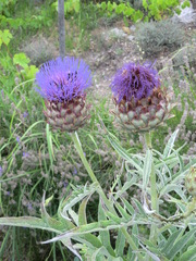 Cynara cardunculus