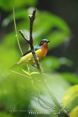 Chalcoparia singalensis