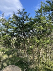 Vachellia