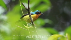 Chalcoparia singalensis