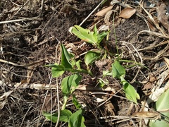 Symphyotrichum drummondii