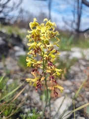 Tritoniopsis parviflora