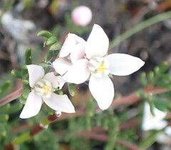 Boronia elisabethiae