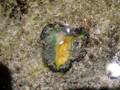 Drupina grossularia