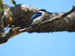 Todiramphus macleayii