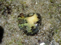 Drupina grossularia