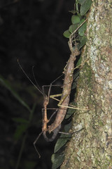Neohirasea hongkongensis