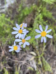 Felicia aethiopica