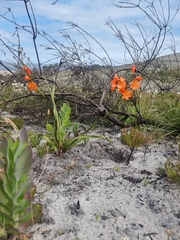 Pillansia templemannii