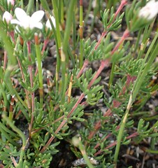 Boronia elisabethiae