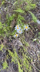 Felicia aethiopica