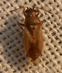 Cymus melanocephalus