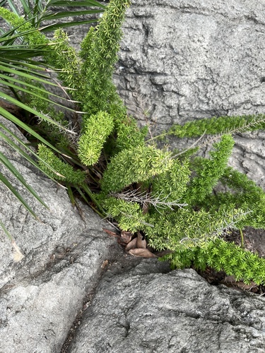 Sprenger's Asparagus