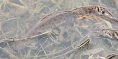 Triturus cristatus