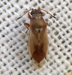 Cymus melanocephalus