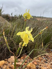 Moraea bituminosa