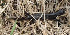Triturus cristatus