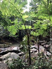Cyatheaceae
