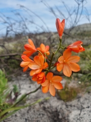 Pillansia templemannii