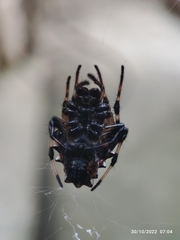 Verrucosa