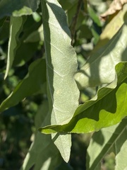 Elaeagnus umbellata