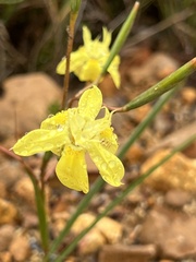 Moraea bituminosa